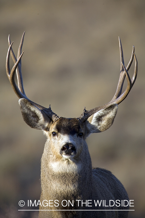 Mule deer 