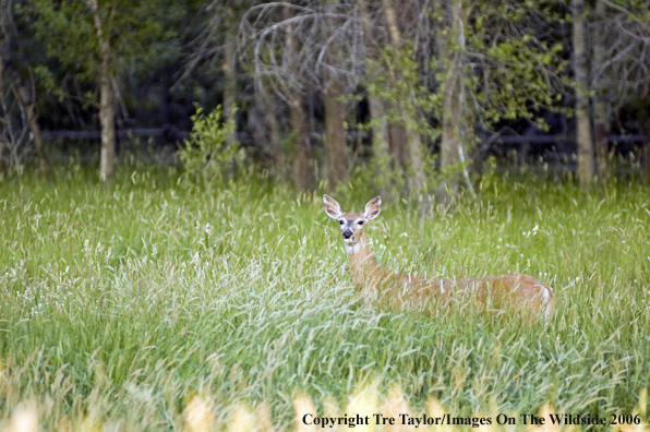 White-tailed deer in habitat.