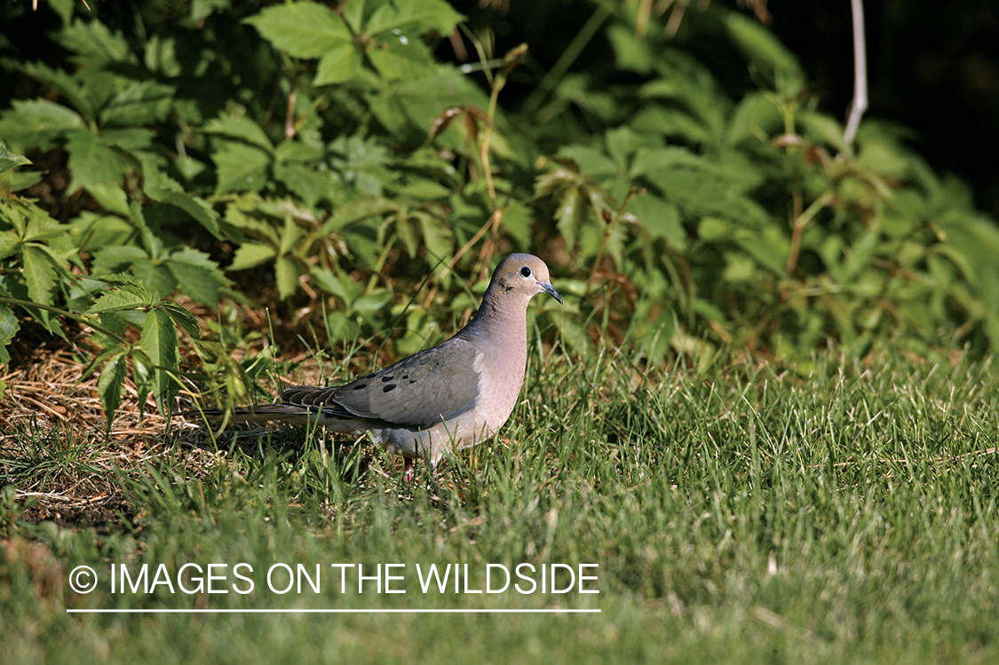 Mourning dove in grass.