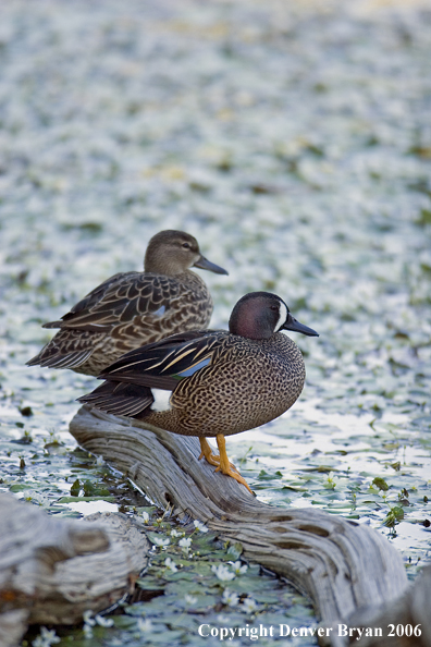 Blue-winged Teal duck pair.