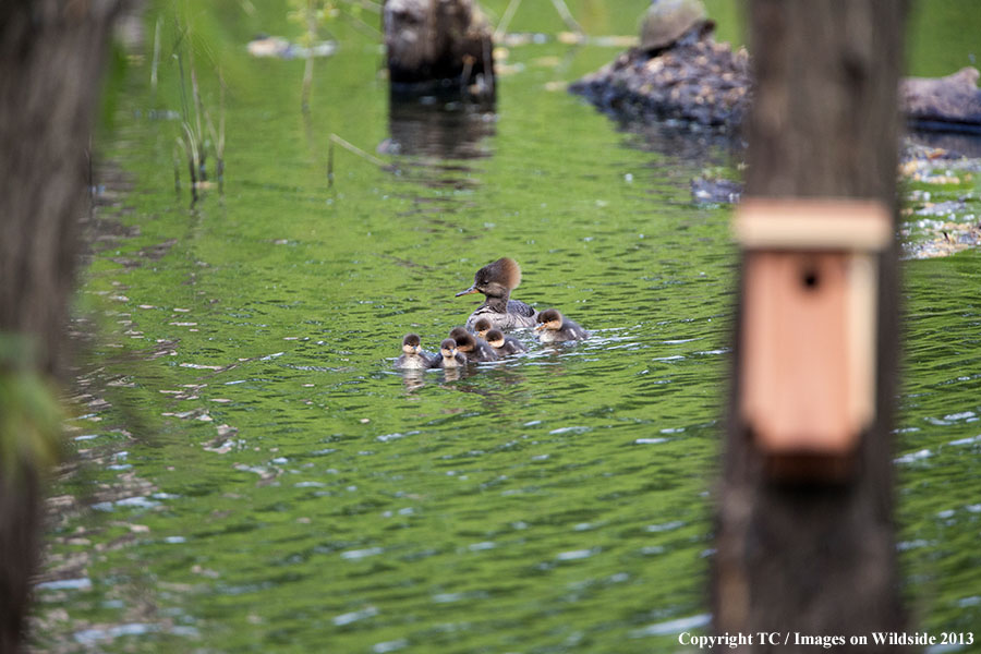 Hooded Merganser and ducklings in habitat.