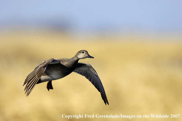 Gadwall duck in flight
