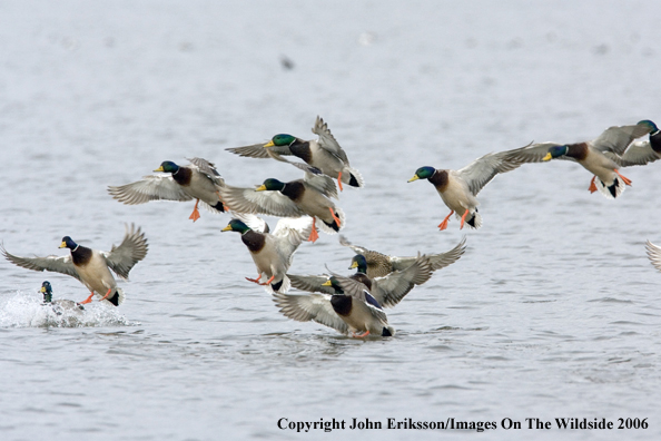 Mallard ducks in habitat.