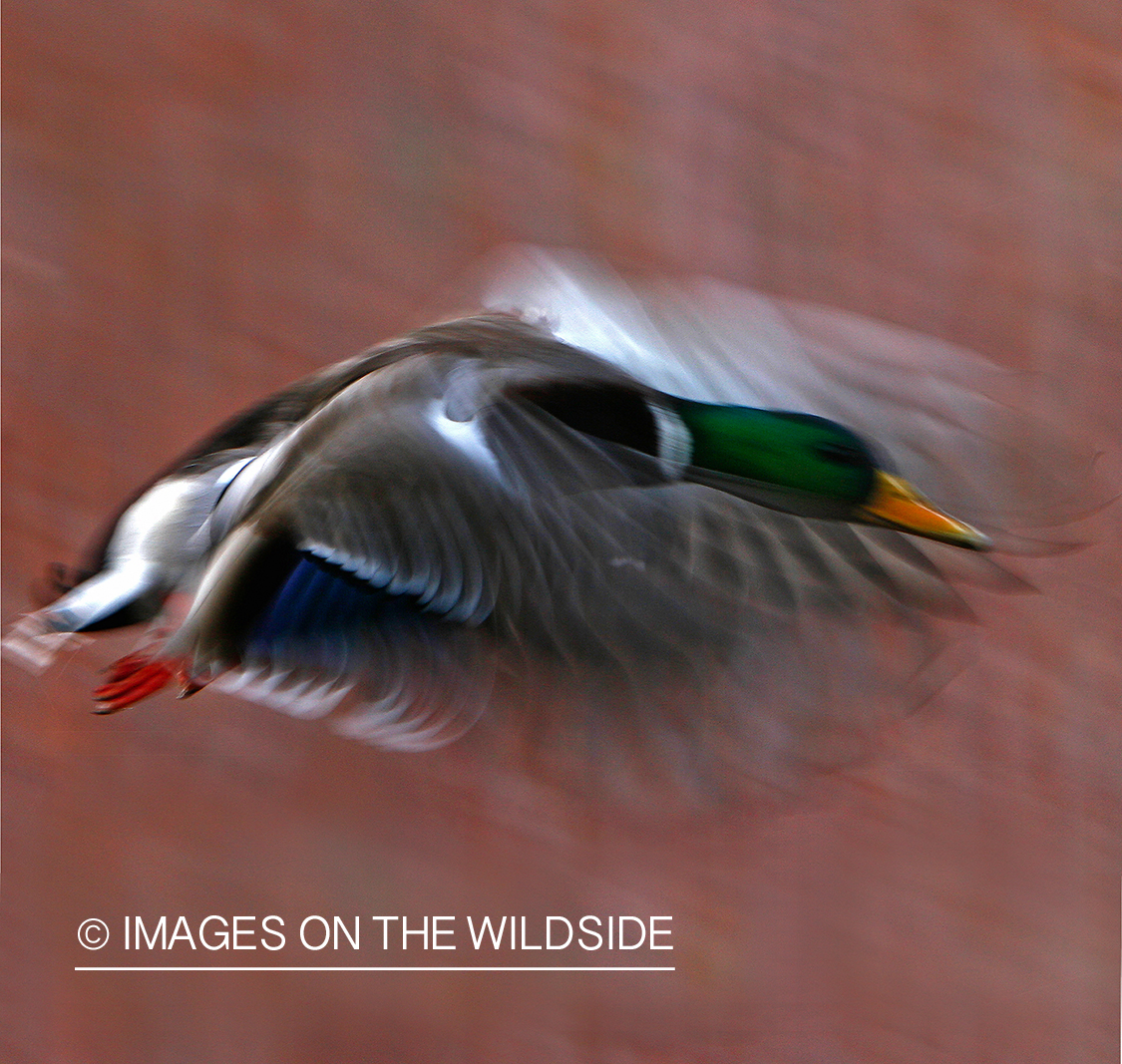 Mallard Drake in flight