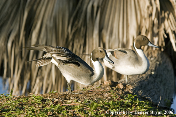 Pintail ducks.