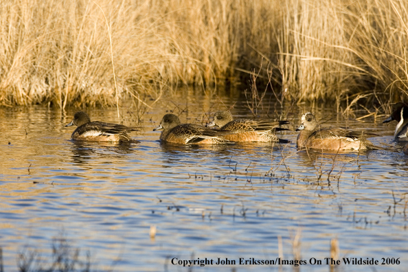 Wigeon ducks in habitat.