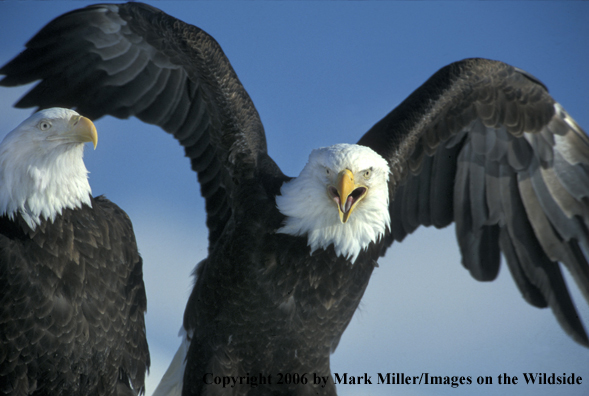 Bald Eagle in habitat.