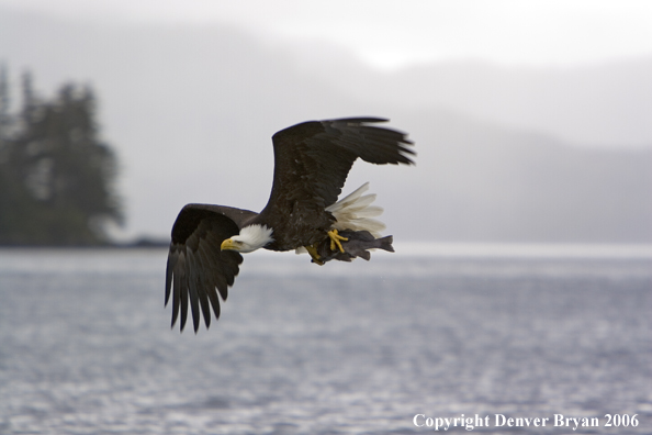 Bald Eagle in flight across water after catching a fish.