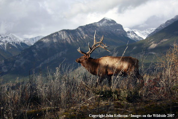 Rocky Mountain Elk 