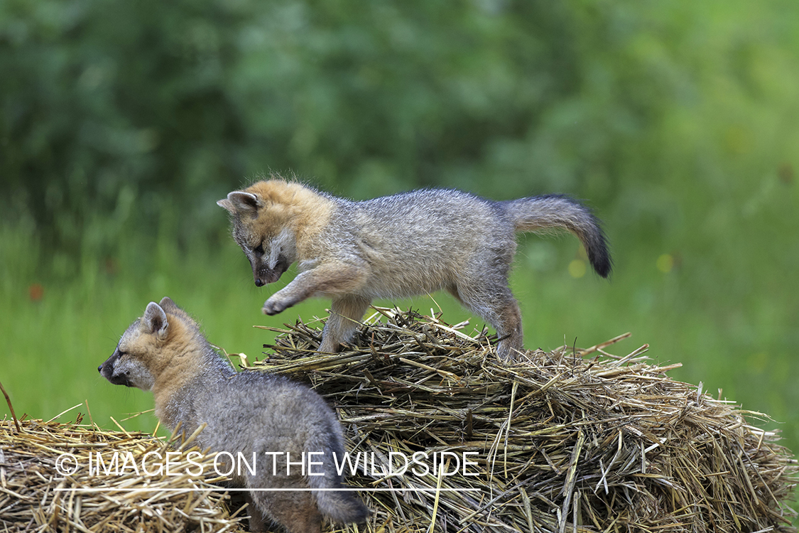 Gray fox kits in habitat.