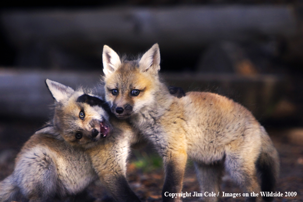 Red Fox kits in habitat
