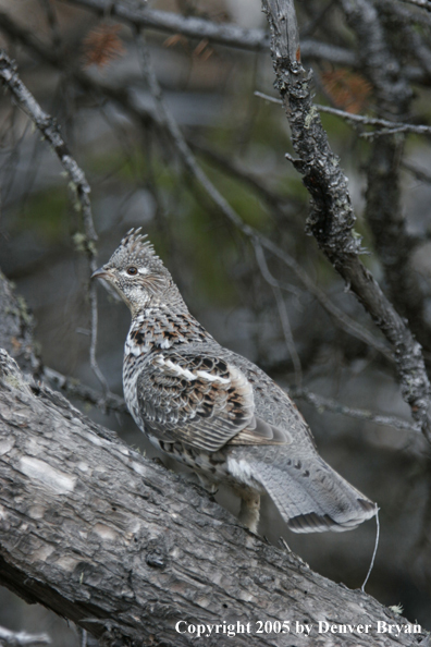 Ruffed grouse in habitat.