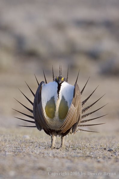 Sage grouse displaying on booming ground.