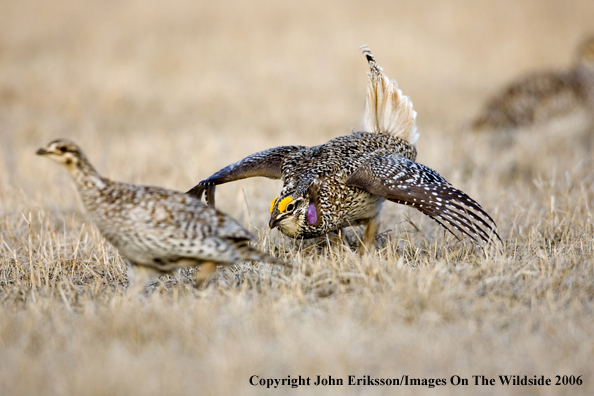 Sharp-tailed grouse displaying in habitat.