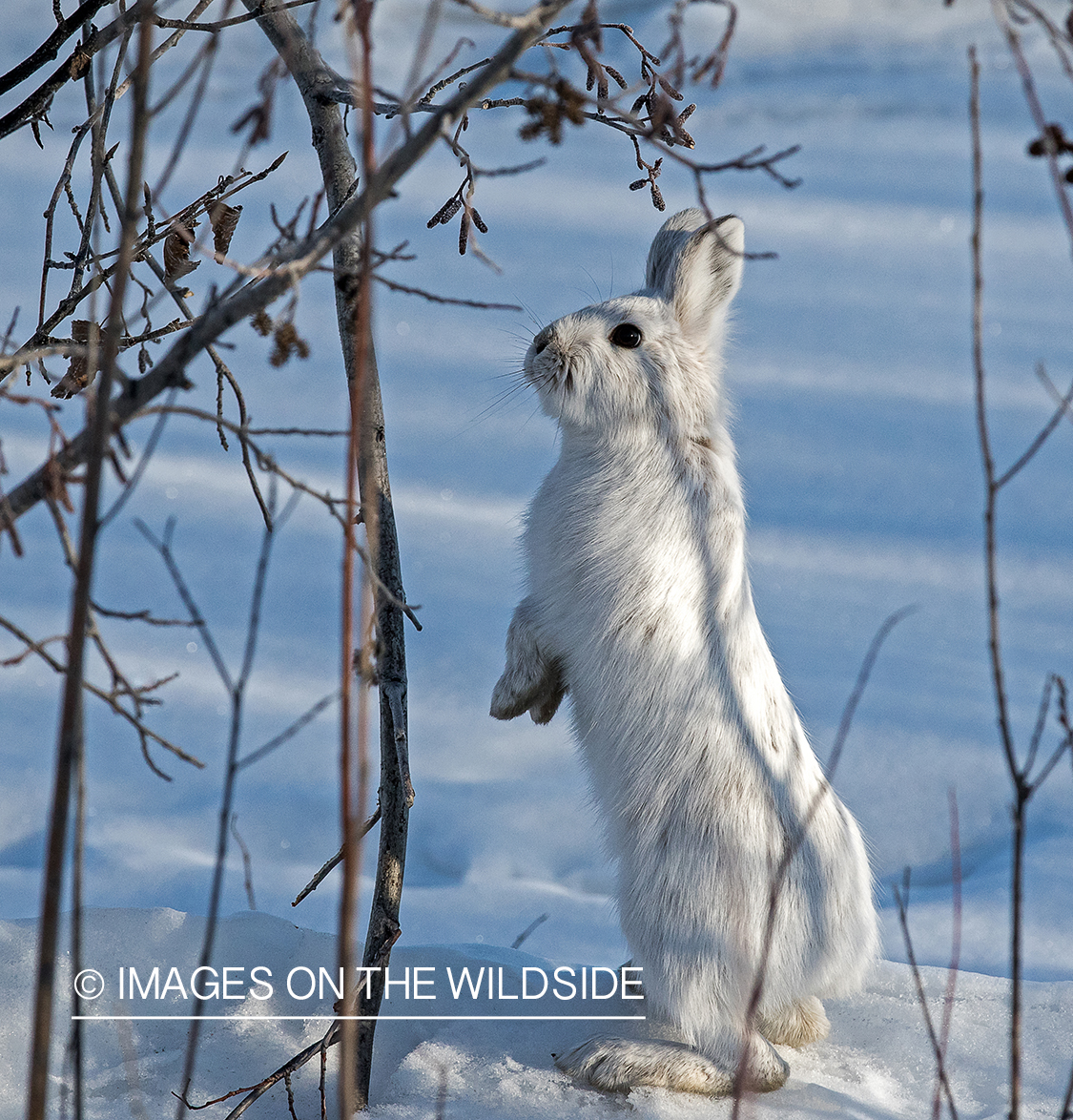 Snowshoe Hare