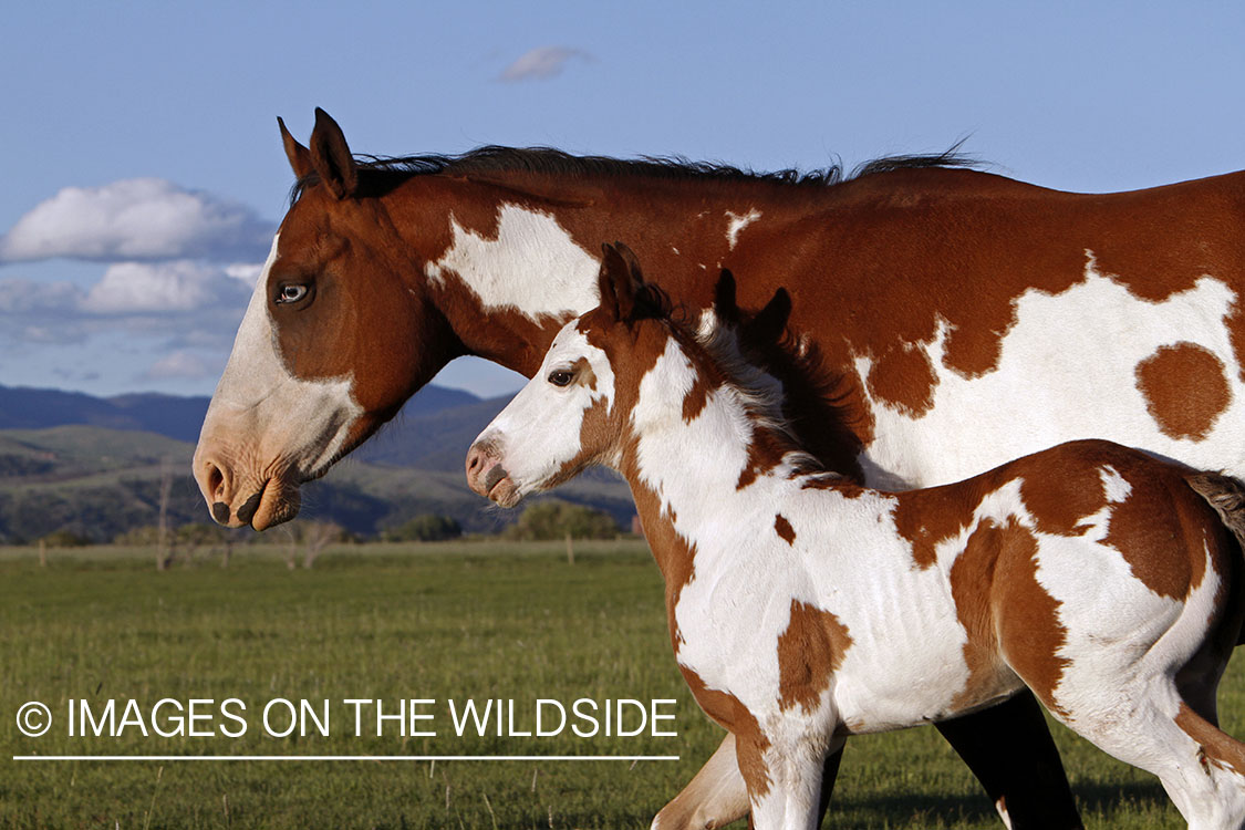 Paint Horse mare with foal in pasture.
