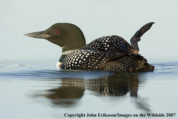 Loon in habitat