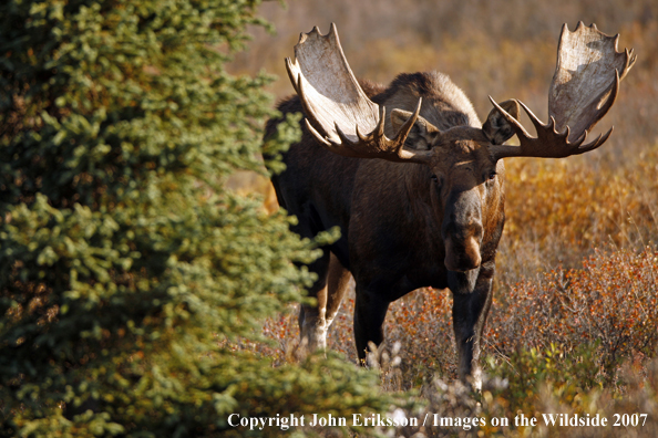 Moose in habitat