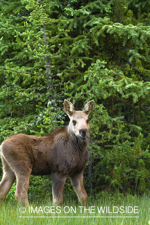 Moose calf in summer habitat.