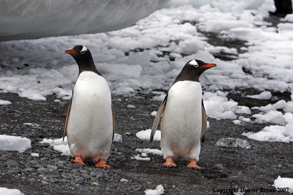 Gentoo Penguin in habitat
