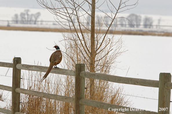 Ring-necked pheasant in habitat