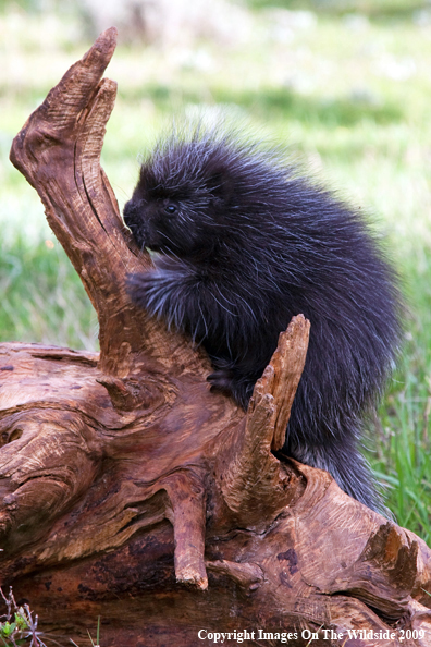 Porcupine in habitat