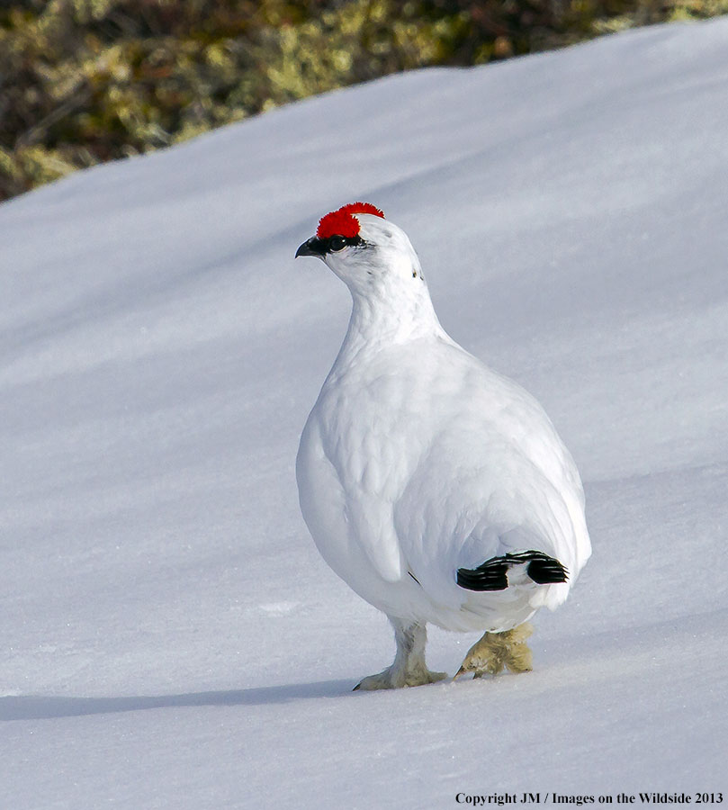 Rock ptarmigan in habitat.