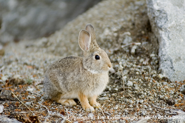 Cottontail Rabbit