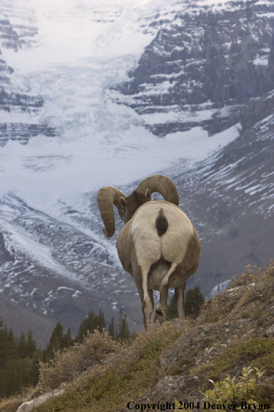 Rocky Mountain bighorn sheep (ram).