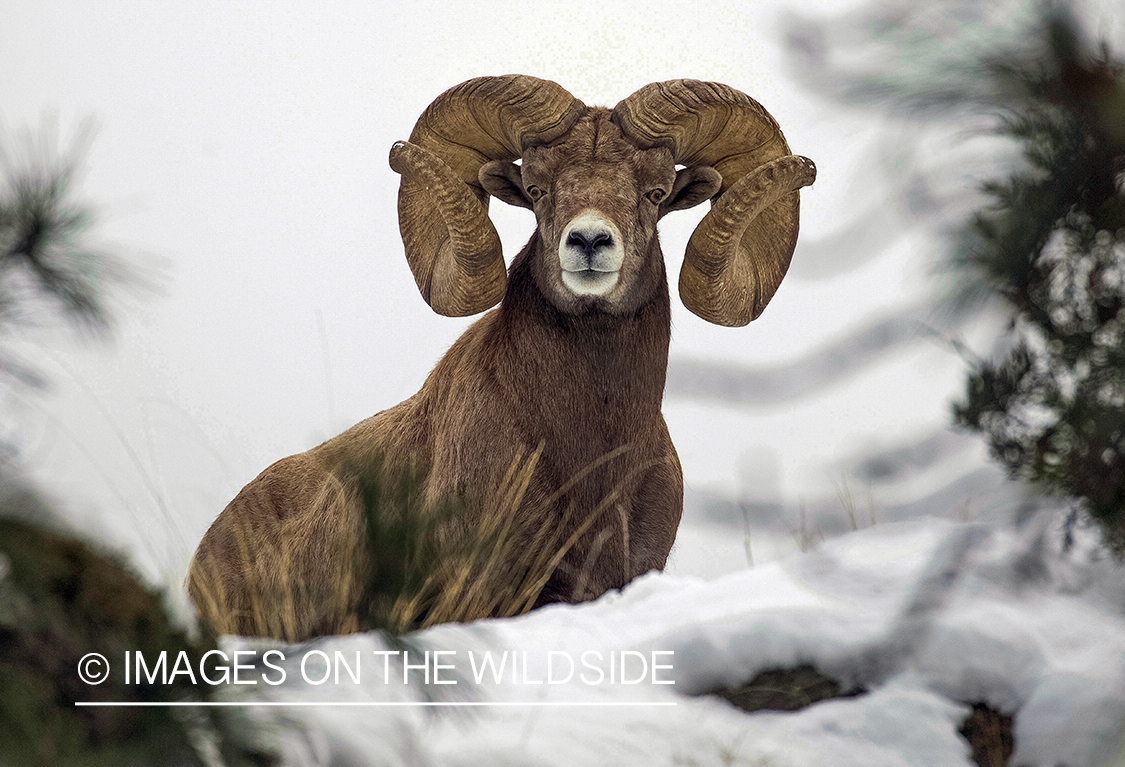 Bighorn sheep ram in habitat.