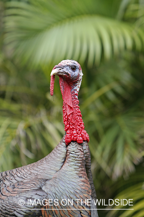 Osceola Turkey in habitat.