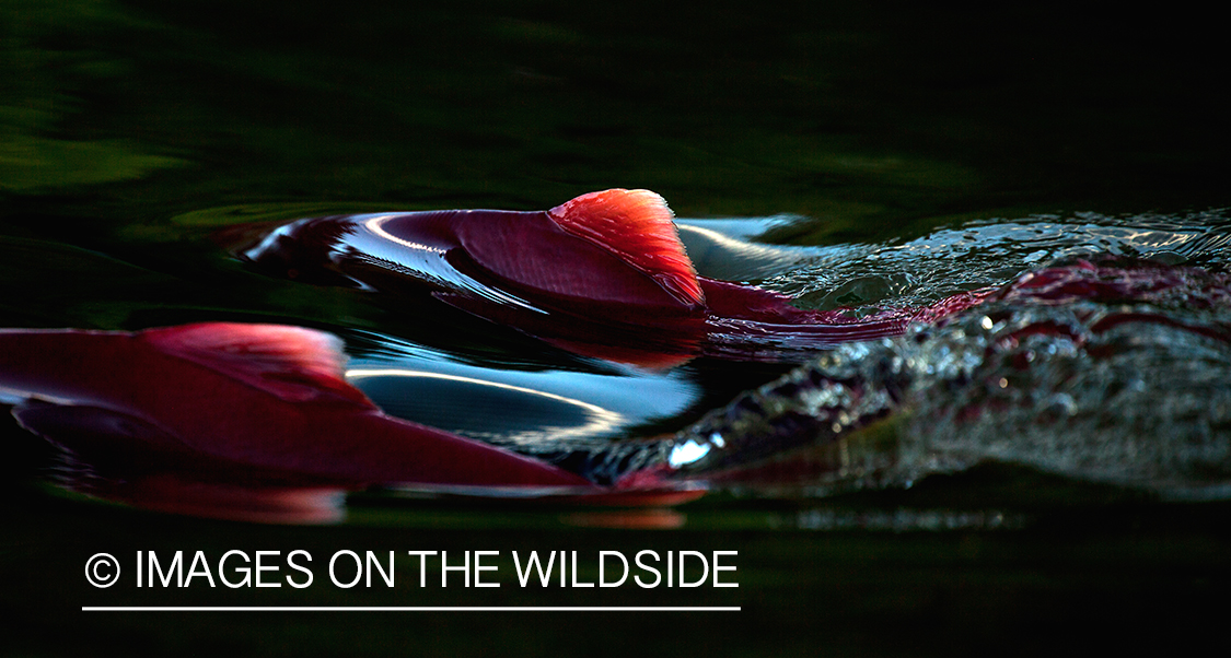 Alaskan Sockeye Salmon
