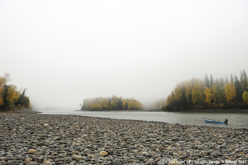 Flyfishing at Skeena River, British Columbia. 
