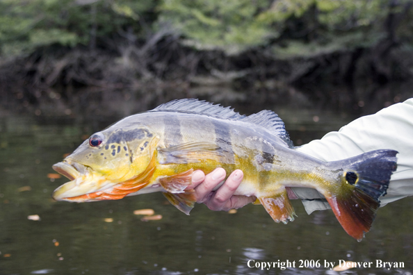 Peacock bass