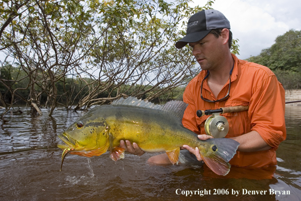 Fisherman holding Peacock Bass