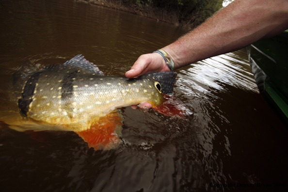 Flyfisherman releasing peacock bass