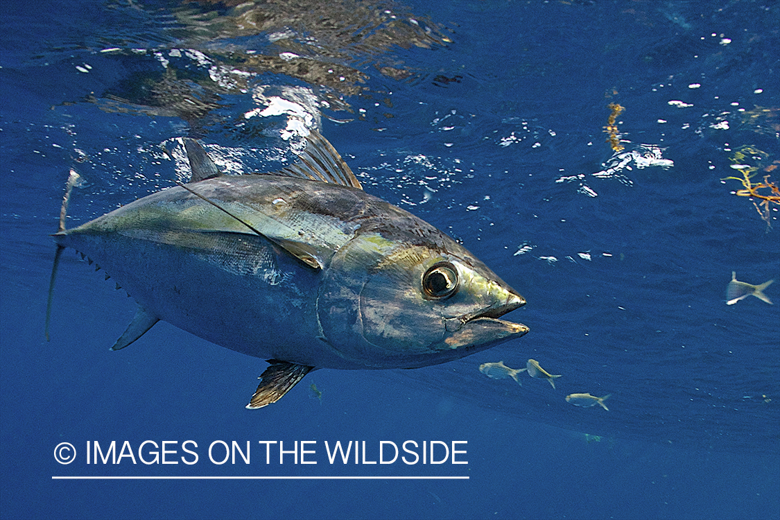 Deep sea fisherman with tuna on line.