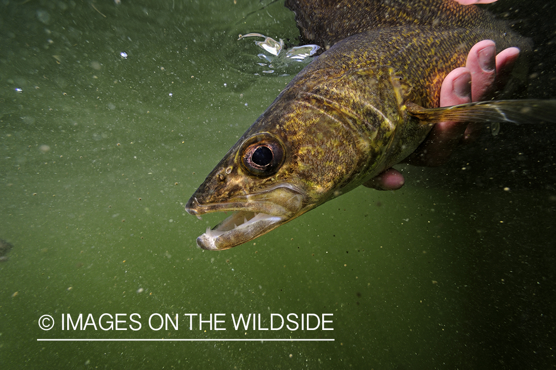Walleye being released into habitat. 