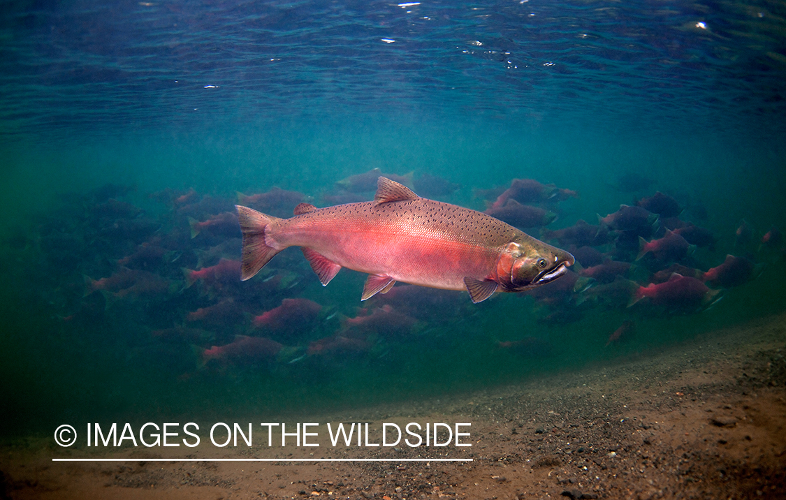 Alaskan Silver Salmon (Bristol Bay, Alaska)
