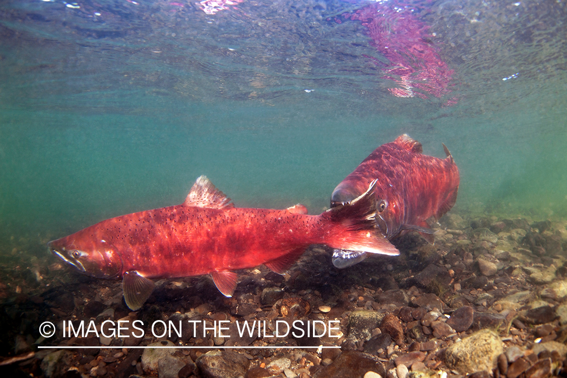 Alaskan King Salmon (Upper Nushagak, Alaska)