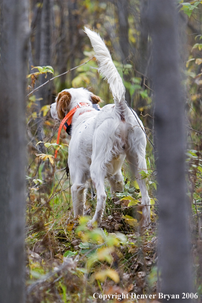  English Setter on point in woods