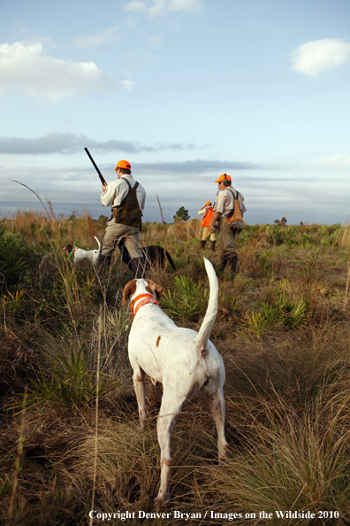  English Pointers and Hunters in Field