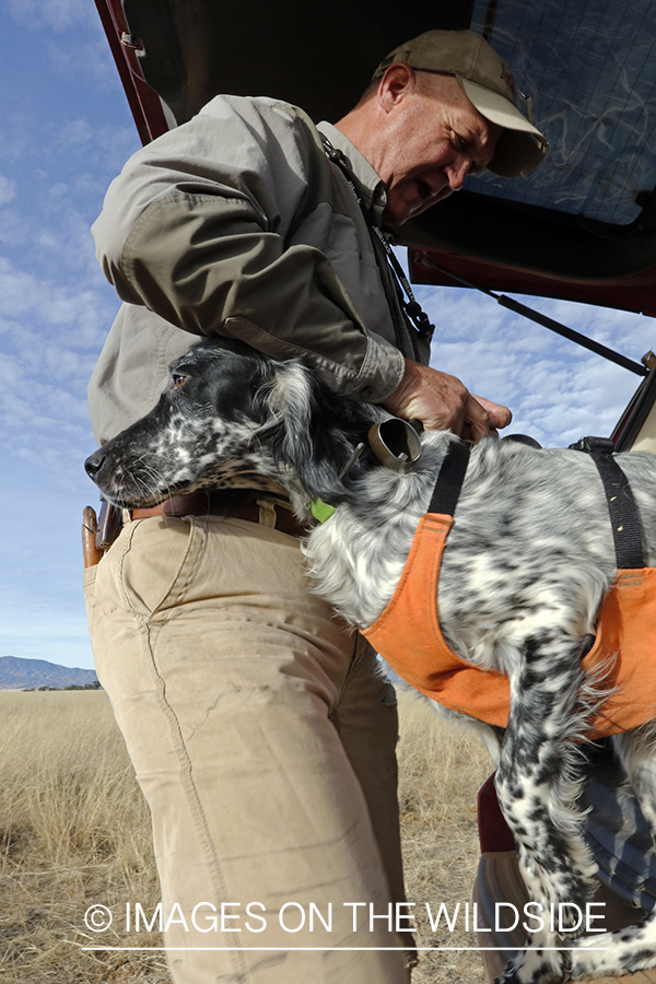 Upland game bird hunter with English Setters by vehicle.