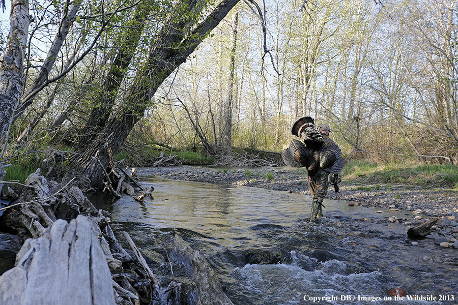 Turkey hunter in field with bagged turkey.