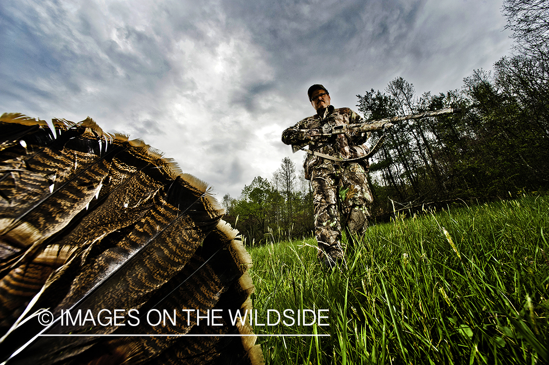 Turkey hunter retrieving downed turkey.