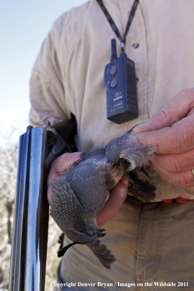 Upland game bird hunter with bagged Gambel's Quail in Arizona.