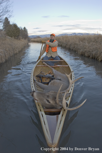 Woman big game hunter paddling canoe with bagged white-tailed deer in bow.