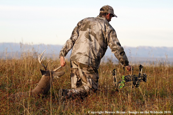 Bowhunter dragging downed white-tailed buck.
