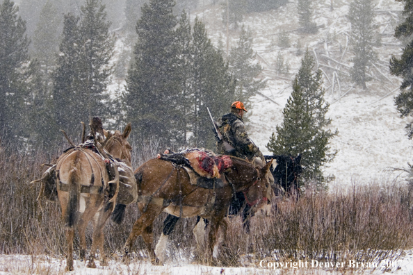 Elk hunt packstring in mountains