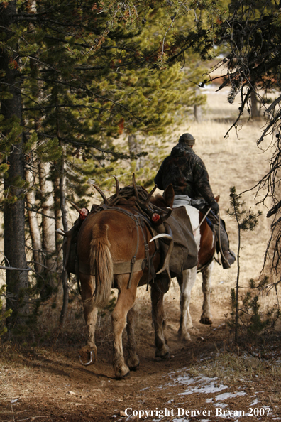 ELk hunter with pack string